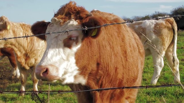 A South Devon Cow Behind Barbed Wire Fence Looking Towards Camera