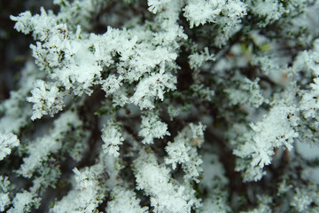 Hoarfrost on the plants and grass in autumn forest.