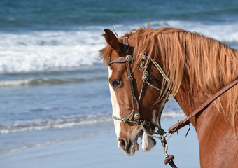 Profile portrait of a horse on the beach