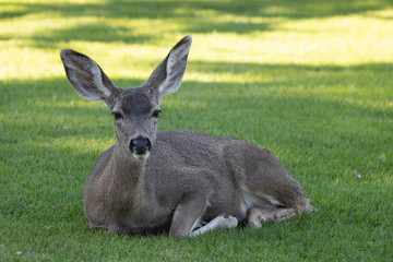 California Natural Beauty Central Coast