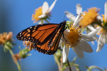 California Natural Beauty Central Coast