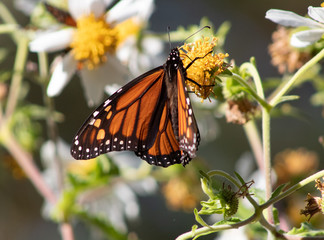 California Natural Beauty Central Coast