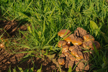 Green grass and mushrooms. Natural mushroom growing. Ecotourism activity. Gathering mushrooms. Pick up mushroom