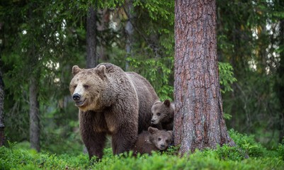 Obraz premium She-bear and cubs in the summer forest. Scientific name: Ursus arctos. Natural Background. Natural habitat. Summer season.