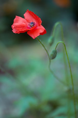 Red Poppy Flower - 236018300
