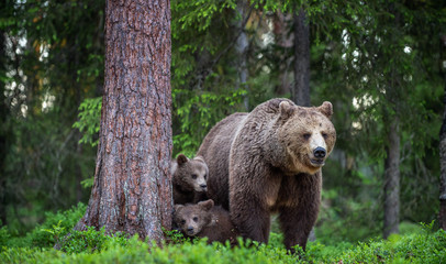 Obraz premium She-bear and cubs in the summer forest. Scientific name: Ursus arctos. Natural Background. Natural habitat. Summer season.