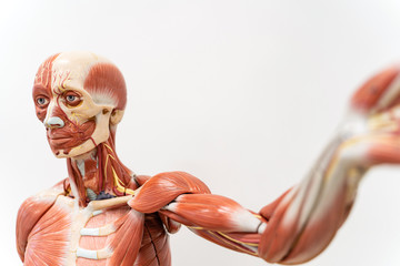 Human anatomy and physiology model in the laboratory. - obrazy, fototapety, plakaty