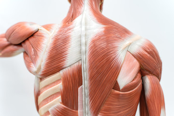 Muscles of Back model for physiology education.
