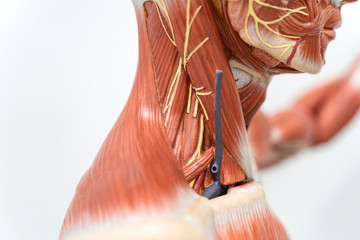 Human neck muscle for education.