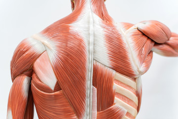 Muscles of Back model for physiology education.