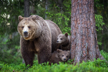 Obraz premium She-bear and cubs in the summer forest. Scientific name: Ursus arctos. Natural Background. Natural habitat. Summer season.