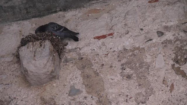 Slow motion footage of mother pigeon feeding her baby in nest on stone wall.