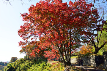 岡城の紅葉