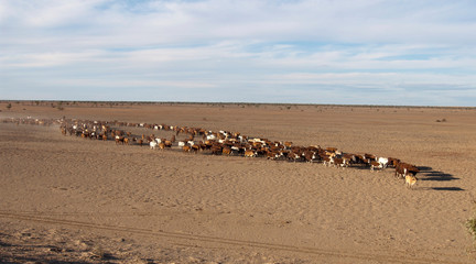 Cattle drive in outback South Australia.