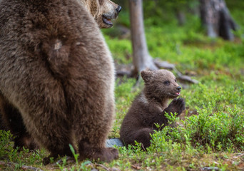 Fototapeta premium She-bear and cubs in the summer forest. Scientific name: Ursus arctos. Natural Background. Natural habitat. Summer season.