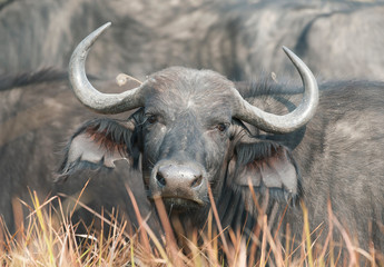 african buffalo in  kenya's  Masai Mara reserve.