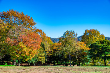 Naklejka premium The landscape of woods in autumn