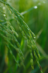Closeup Rice in the field. Traditional agricultural for food production.