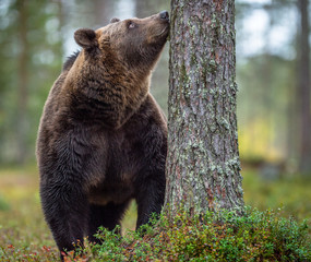 Obraz premium Brown Bear sniffs tree in the autumn forest . Natural Habitat. Brown bear, scientific name: Ursus arctos. Autumn season.