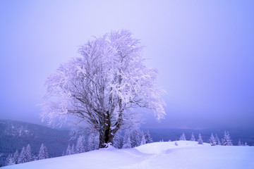 Covered with snow and the frost of a tree in a fog in the beautiful winter alpine forest.