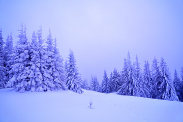 Covered with snow and the frost of a tree in a fog in the beautiful winter alpine forest.