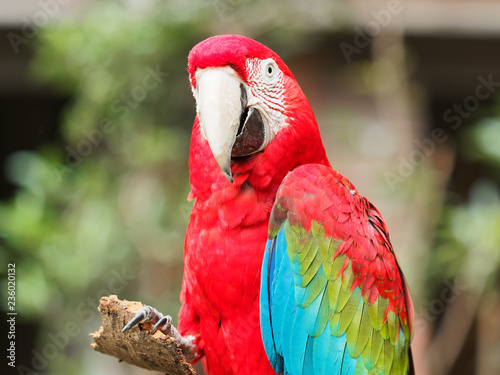 Closeup Portrait Of A Big Colorful Parrot Hold A Piece Of