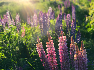 Beautiful lupin flowers in lake Tekapo pink purple white yellow blue color with turquoise blue water and mountain with snowy cap in New Zealand in spring time blur background wallpaper