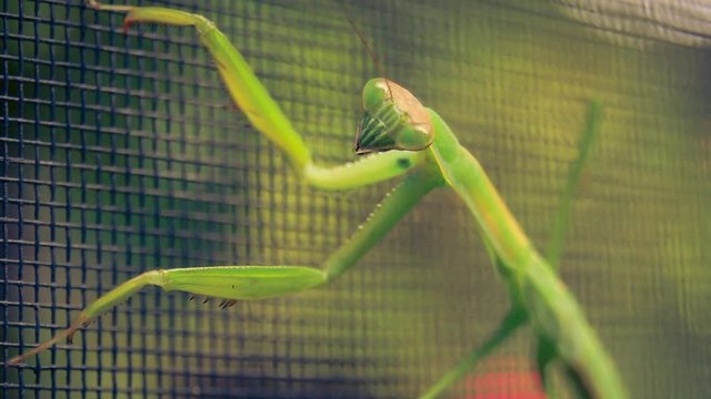 Pray Mantis on a screen looking right at you.