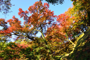 用作公園の紅葉