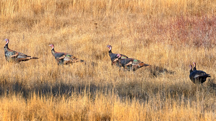 Wild turkey at San Diego lake grassland