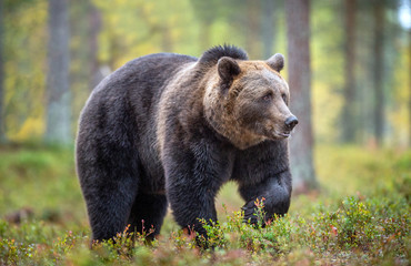 Fototapeta premium Brown bear in the autumn forest. Scientific name: Ursus arctos. Natural habitat.