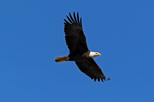 Eagle soars high above a San Diego lake