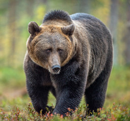 Fototapeta na wymiar Brown bear in the autumn forest. Scientific name: Ursus arctos. Natural habitat.