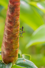 Grasshopper on Indian Head Ginger flower