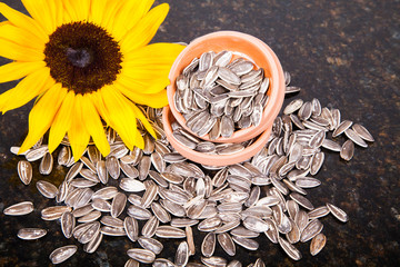 pile of sunflower seeds