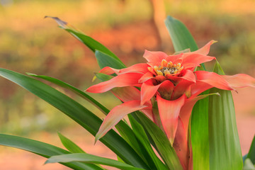 Beautiful orange flower of Bromeliad plant