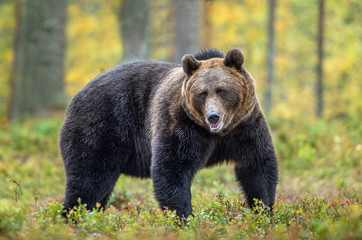 Obraz na płótnie Canvas Brown bear in the autumn forest. Scientific name: Ursus arctos. Natural habitat.