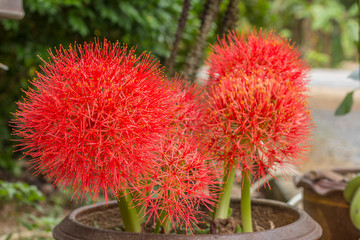 Powder puff lily or Blood flower