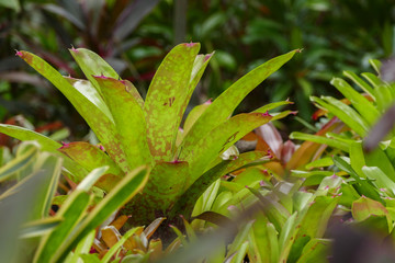 Bromeliad plant