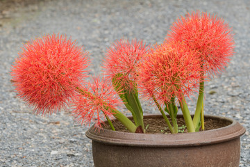 Powder puff lily or Blood flower