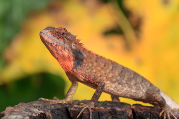 Close up small chameleon