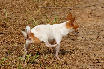 Chihuahua dog peeing