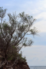 Obraz na płótnie Canvas Branch of pine tree over blue sky