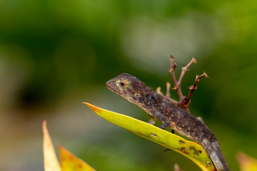 Close up small chameleon on tree