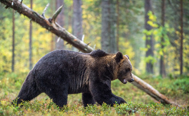 Brown bear in the autumn forest.  Scientific name: Ursus arctos. Natural habitat.
