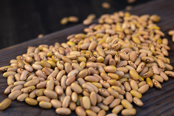 Phaseolus is scientific name of Pinto Bean legume. Also known as Frijol Pinto and Feijao Carioca. Closeup of grains, background use.