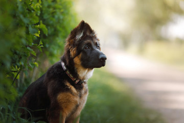 German shepherd puppy in nature.dog Outdoor, outside