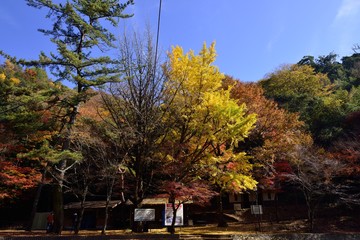 龍門の滝のモミジ