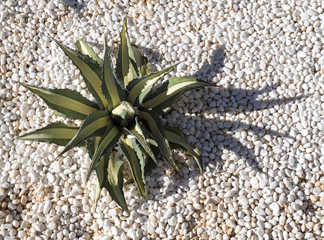 Agave Cactus in a Bed of White Pebbles