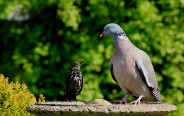 Starling to pigeon "just wait. when I have finished you may have your bath"